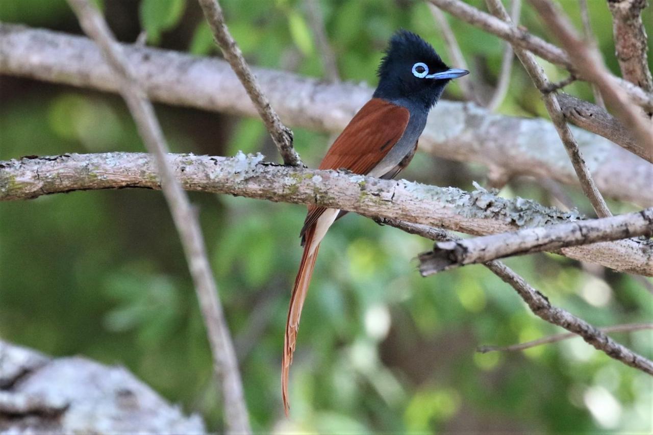 فندق Birds Babble Self Catering نيلسبروت المظهر الخارجي الصورة