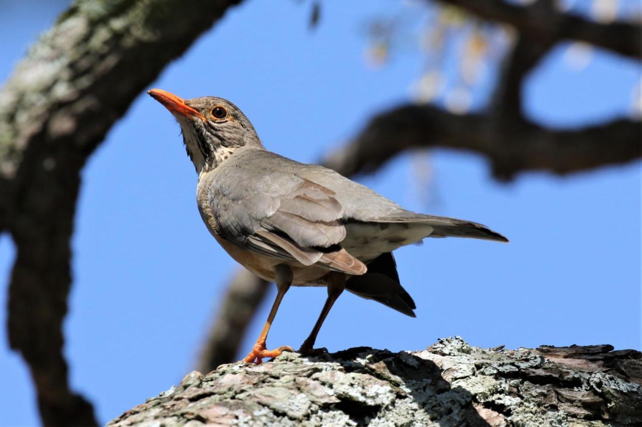 فندق Birds Babble Self Catering نيلسبروت المظهر الخارجي الصورة