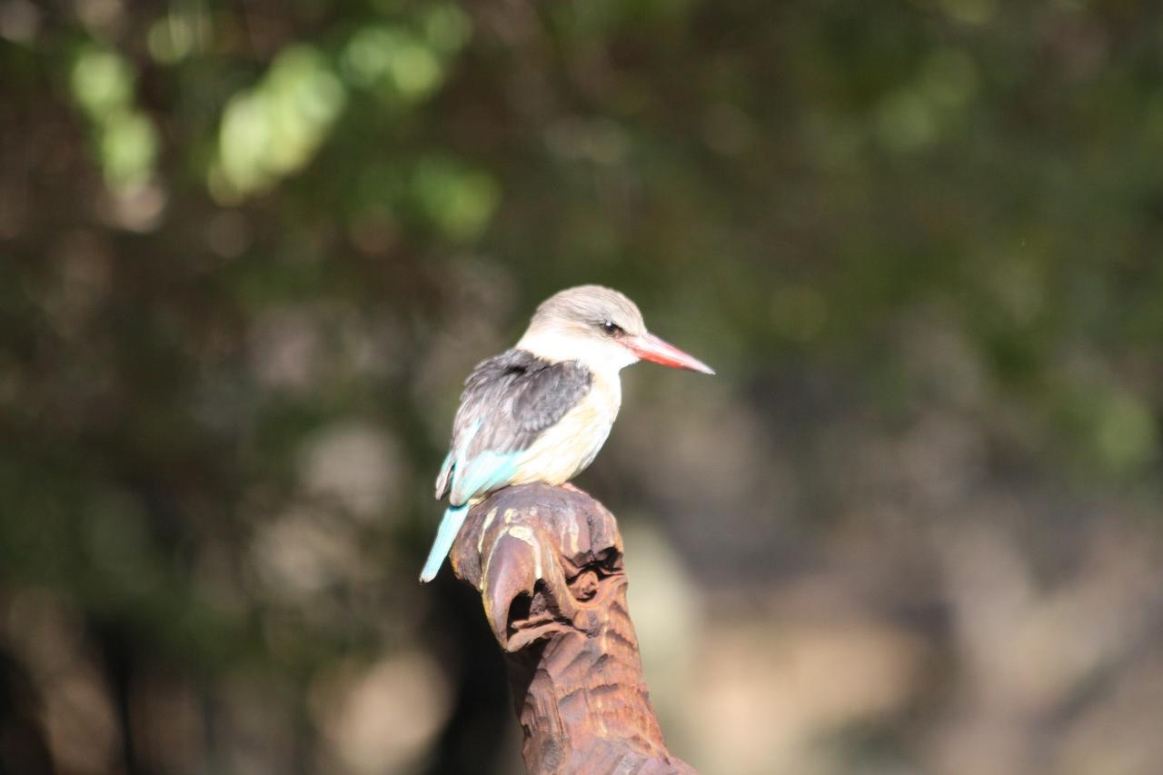 فندق Birds Babble Self Catering نيلسبروت المظهر الخارجي الصورة